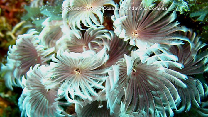 Fan worms (1)-2